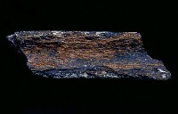 藏品(不明腿骨)的圖片